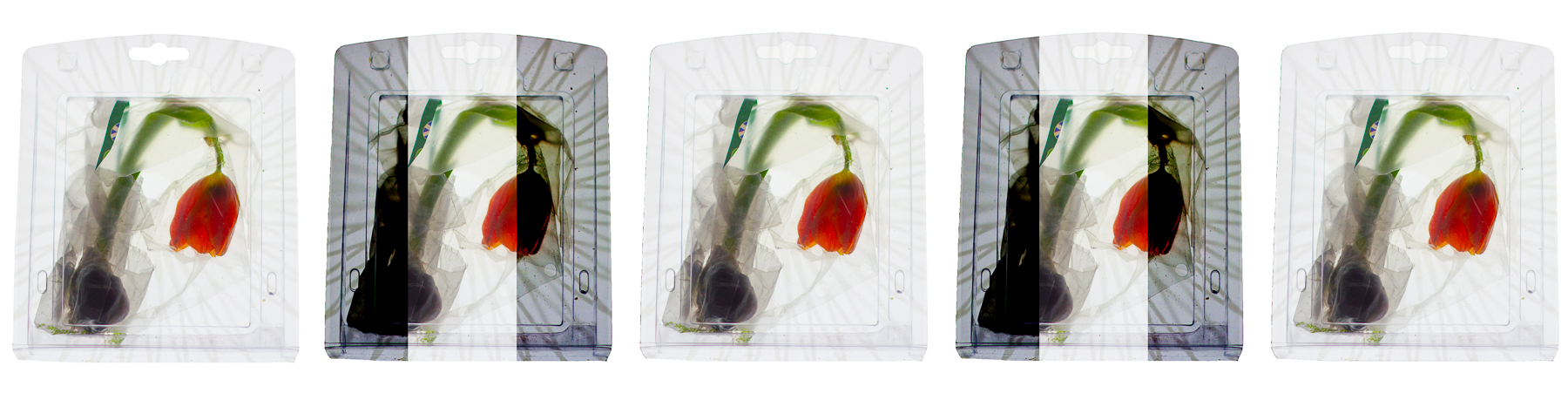 A digital collage with a picture of a tulip in a plastic box